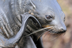 102018Seal NZ fur.jpg